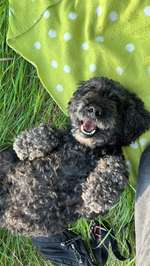 Talgdrüsenhyperplasie - Mein Hund bekommt immer mehr Hautknubbel-Beitrag-Bild