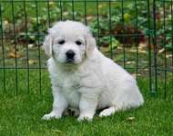 Welpen Schwimm Kurs Indoor • Baby it's cold outside in Dezember ❄️🐾☃️-Beitrag-Bild