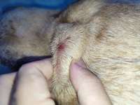 Juckreiz, vorallem Nachts, verkrustete Stellen-Beitrag-Bild