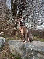 Vor der Läufigkeit spielt meine Hündin verrückt.-Beitrag-Bild