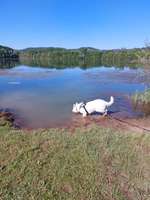 Hundeauslaufgebiet-Kenner Flur-Bild