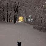 Hundeauslaufgebiet-Ehinger Anlage-Bild