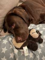 Tierschutzverein Borkum - Aufenthalt wegen RV-fit-Beitrag-Bild