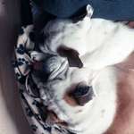 Ersteller:in Bully Profilbild