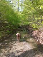 Hundeauslaufgebiet-Mansellwiese/Spitalwiese-Bild