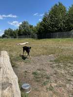 Hundeauslaufgebiet-Lohfelden-Bild