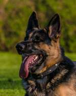 Urlaub an der Nordsee gesucht mit Schäferhund-Beitrag-Bild