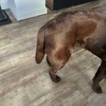 Hündin nach Läufigkeit nicht mehr so aktiv-Beitrag-Bild