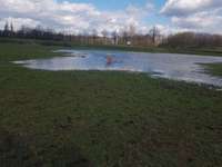 Hundeauslaufgebiet-Nordsternpark-Bild