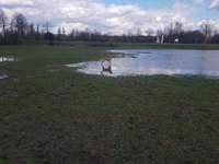 Hundeauslaufgebiet-Nordsternpark-Bild