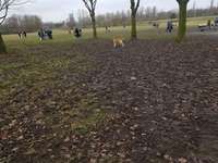 Hundeauslaufgebiet-Nordsternpark-Bild