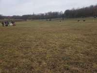 Hundeauslaufgebiet-Nordsternpark-Bild