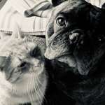 Ersteller:in Aysun Profilbild