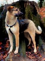 Rasse gesucht-Beitrag-Bild