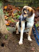 Rasse gesucht-Beitrag-Bild