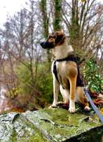 Rasse gesucht-Beitrag-Bild