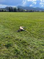 Hundeauslaufgebiet-Gründenmoos / Breitfeld-Bild