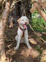 Hundeauslaufgebiet-Holmer Sandberge-Bild