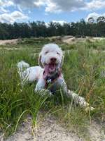 Hundeauslaufgebiet-Holmer Sandberge-Bild