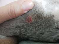 Hat meine Hundin ein Atherom-Beitrag-Bild