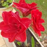 Ersteller:in Ana Profilbild