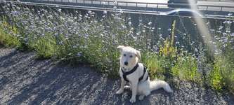 Leptospirose Erfahrungen?-Beitrag-Bild