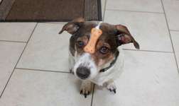 Jeden Tag ein paar tolle Bilder von unseren Fellnasen-Beitrag-Bild