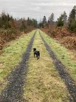 Hundeauslaufgebiet-Geistinger Wald-Bild