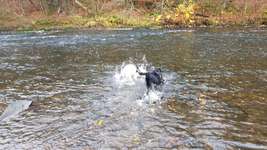 Hundeauslaufgebiet-Balker Aue-Bild