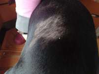 Kahle Stellen im Fell-Beitrag-Bild