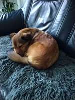 Futter wieviel-Beitrag-Bild