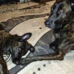 Ersteller:in 𝒟𝒶𝒻𝓃𝑒 Profilbild