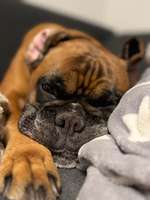 Zähne Knirschen-Beitrag-Bild