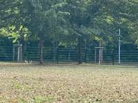 Hundeauslaufgebiet-Am Fuchsberg/Wiener Straße-Bild