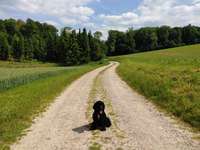 Hundeauslaufgebiet-Neuwührener Wald-Bild