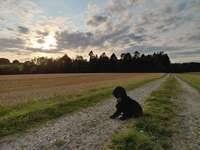 Hundeauslaufgebiet-Neuwührener Wald-Bild