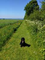 Hundeauslaufgebiet-Wälder um Noer-Bild