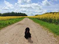 Hundeauslaufgebiet-Neuwührener Wald-Bild