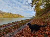 Hundeauslaufgebiet-Nord-Ostsee-Kanal Ufer-Bild