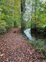 Hundeauslaufgebiet-Buchenbachtal bei Wolfsöden-Bild