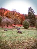 Hundeauslaufgebiet-Naturschutzgebiet Zwing-Bild