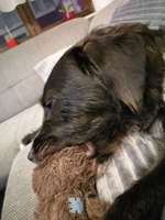 Hund nuckelt-Beitrag-Bild