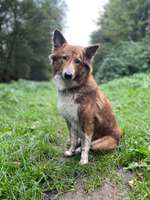 Suchmeldung-Kami-Bild