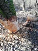 Hundeauslaufgebiet-Paar Ottmaring-Bild