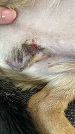 Kastration Wunde reinigen?-Beitrag-Bild