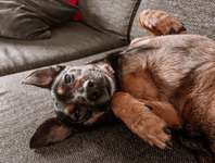 Hund schluckt viel-Beitrag-Bild