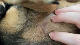 Juckreiz Ausschlag-Beitrag-Bild