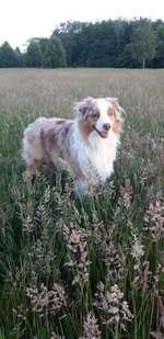 Spielkamerad-Beitrag-Bild