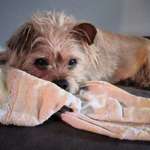 Ersteller:in Brina Profilbild