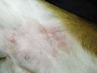 Was ist das? Flöhe, Allergie Ungeziefer?-Beitrag-Bild